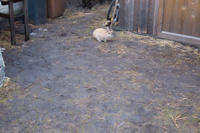 tut mir leid, Hase - da wächst kein Gras mehr
