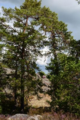 28_20160811_D71_SE_7709.jpg