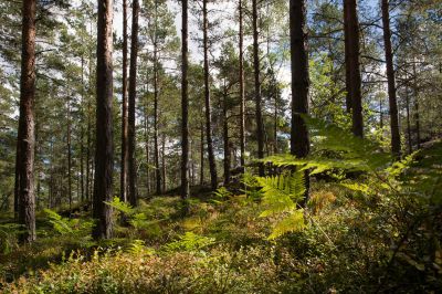 Wald
