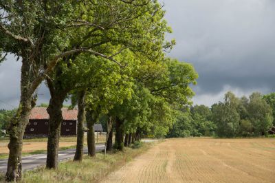 Baumreihe am Feld
