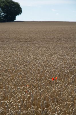 Getreidefeld mit Mohn
