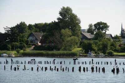 Heringszaun, Kappeln
