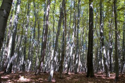 Bäume, Wald
