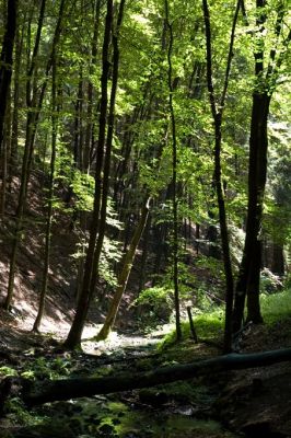 B�ume, Wald
