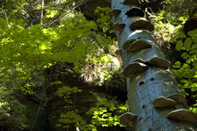 Baum, Wald
