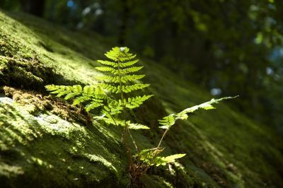 Farn, Wald
