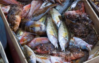 Fischmarkt, Catania
