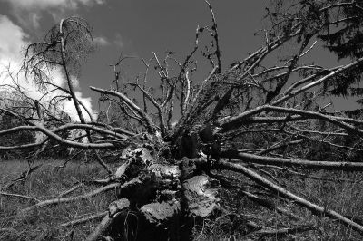 Baumwurzel
Schlüsselwörter: Baum